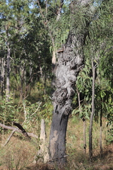 Eucalyptus tetrodonta