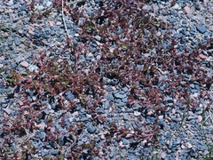 Portulaca
