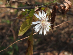 Barnadesia odorata