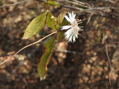 Barnadesia odorata