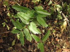 Tracheophyta
