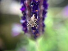 Oxyopes gracilipes