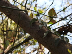 Dolichandra unguis-cati