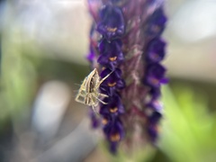 Oxyopes gracilipes