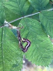 Stigmella anomalella