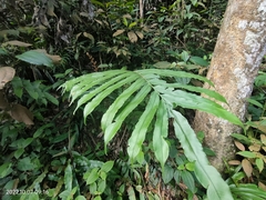 Blechnum finlaysonianum