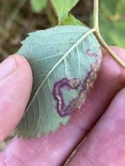 Stigmella anomalella
