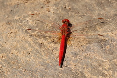 Diplacodes haematodes