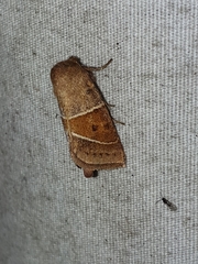 Lemmeria digitalis