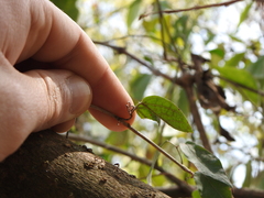 Dolichandra unguis-cati