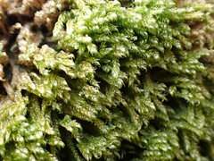 Hygrohypnella ochracea