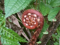 Blechnum finlaysonianum