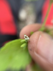Stevia micrantha