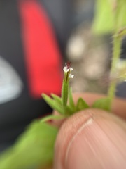 Stevia micrantha