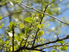 Agonandra excelsa