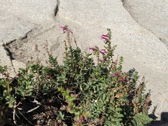 Penstemon newberryi