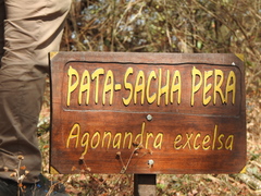 Agonandra excelsa