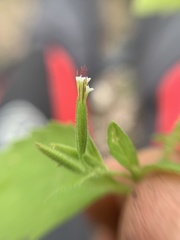 Stevia micrantha