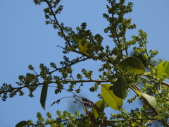 Agonandra excelsa