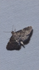 Anageshna primordialis