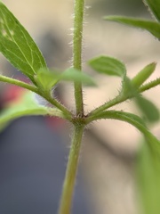Stevia micrantha