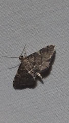 Anageshna primordialis