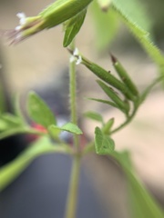 Stevia micrantha