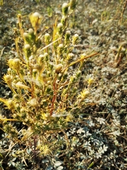 Symphyotrichum ciliatum