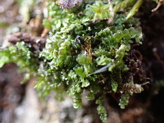 Calypogeia