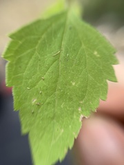 Stevia micrantha