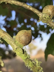 Disholcaspis simulata