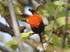 Cnicothamnus lorentzii