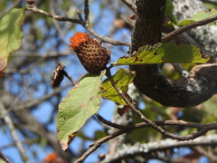 Cnicothamnus lorentzii