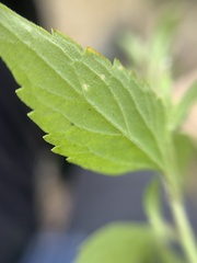 Stevia micrantha