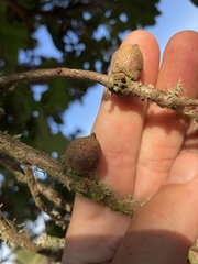 Disholcaspis simulata