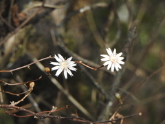 Barnadesia odorata