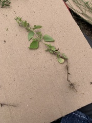 Stevia micrantha