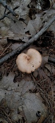 Lactarius chrysorrheus