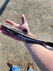 Rachycentron canadum