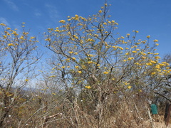 Tecoma stans