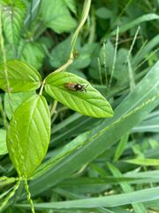 Hoplitimyia mutabilis
