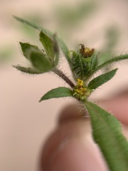 Melampodium sericeum