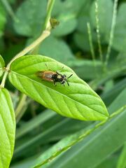 Hoplitimyia mutabilis
