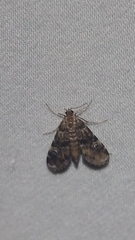 Elophila obliteralis