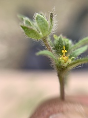 Melampodium sericeum