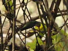 Elliotomyia chionogaster