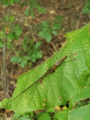 Tetragnatha elongata