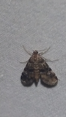 Elophila obliteralis