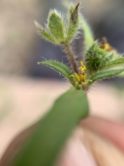 Melampodium sericeum