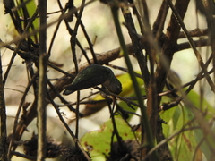 Elliotomyia chionogaster